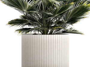 Beautiful fan palm for decoration in a flower pot 1275 3D 模型
