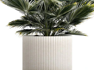 Beautiful fan palm for decoration in a flower pot 1275 3D Model