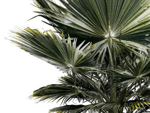 Beautiful fan palm for decoration in a flower pot 1275 3D Model