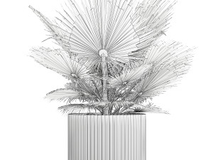 Beautiful fan palm for decoration in a flower pot 1275 3D 模型