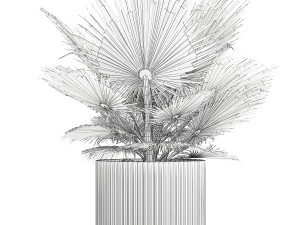 Beautiful fan palm for decoration in a flower pot 1275 3D Model