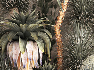 Desert plants for a house with rock wall and gravel 1278 3D Model