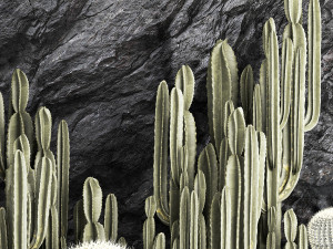 Beautiful cacti and a wall of black rock and pebbles 1279 3D Модель