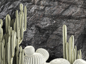Beautiful cacti and a wall of black rock and pebbles 1279 3D Модель