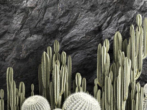 De beaux cactus et un mur de roche noire et de galets 1279 Modèle 3D