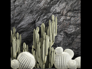 Beautiful cacti and a wall of black rock and pebbles 1279 3D Модель