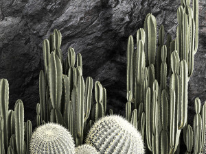 Beautiful cacti and a wall of black rock and pebbles 1279 3D Модель