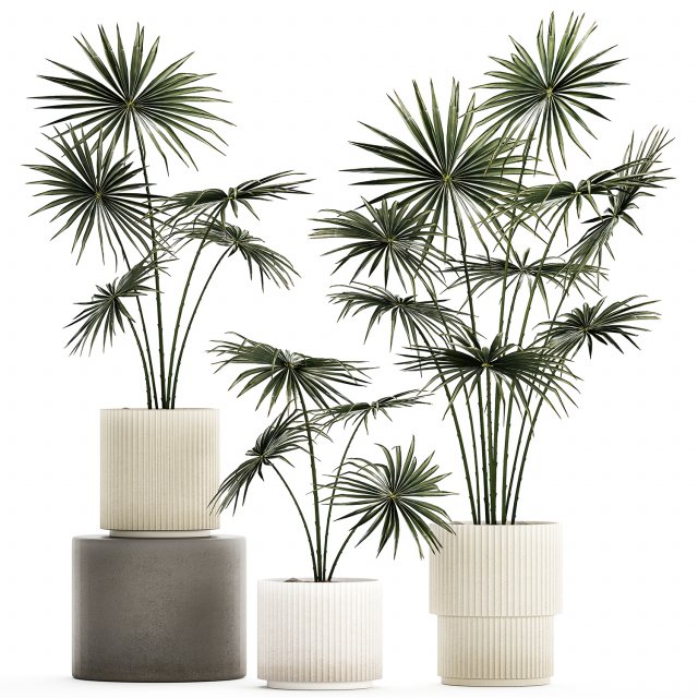Beautiful fan palms in flower pots for decoration 1280 3D Model .c4d .max .obj .3ds .fbx .stl .blend 