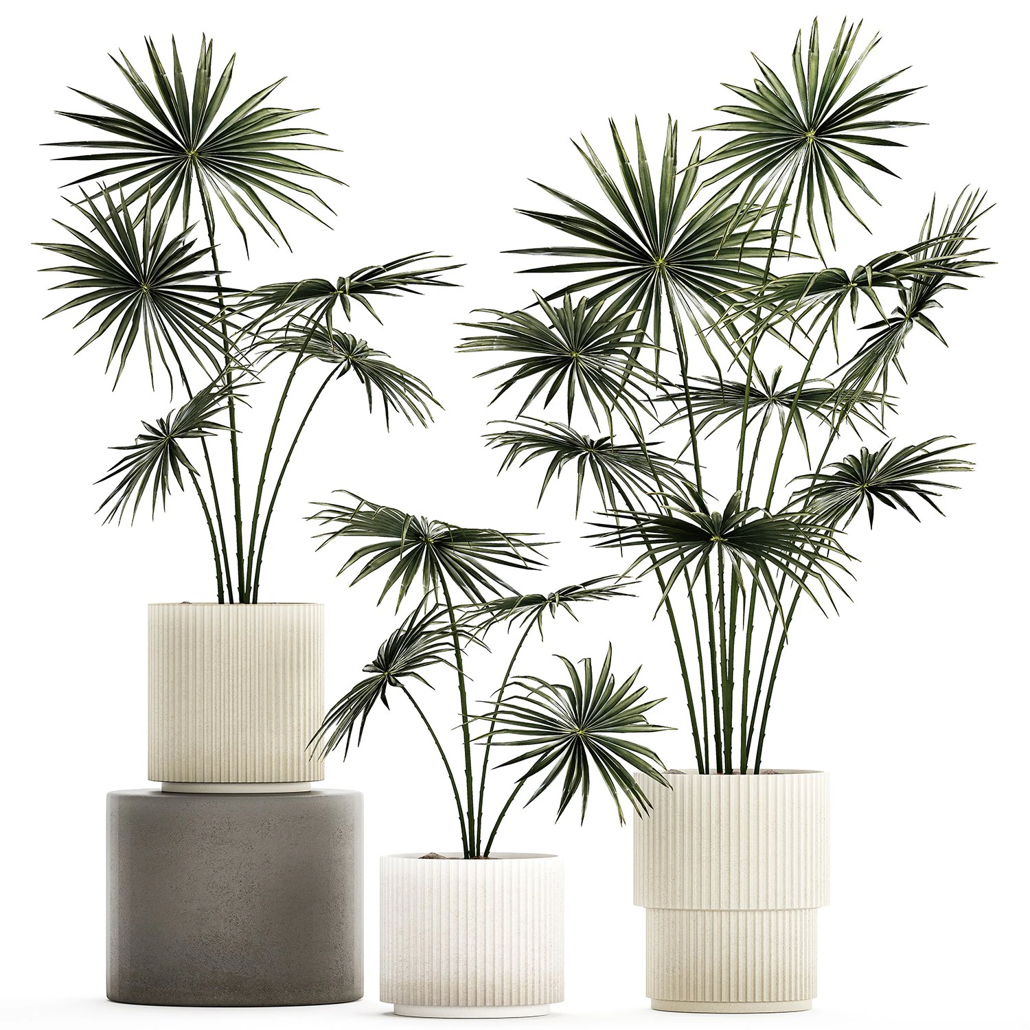 Beautiful fan palms in flower pots for decoration 1280 3D Model .c4d .max .obj .3ds .fbx .stl .blend 