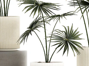 Beautiful fan palms in flower pots for decoration 1280 3D Model