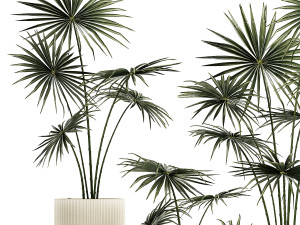 Beautiful fan palms in flower pots for decoration 1280 3D Model
