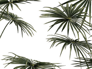 Beautiful fan palms in flower pots for decoration 1280 3D Model