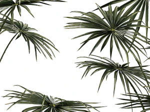 Beautiful fan palms in flower pots for decoration 1280 3D Model