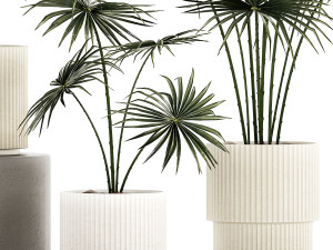 Beautiful fan palms in flower pots for decoration 1280 3D Model
