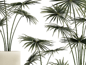 Beautiful fan palms in flower pots for decoration 1280 3D Model