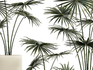 Beautiful fan palms in flower pots for decoration 1280 3D Model