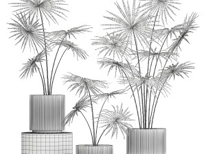 Beautiful fan palms in flower pots for decoration 1280 3D Model