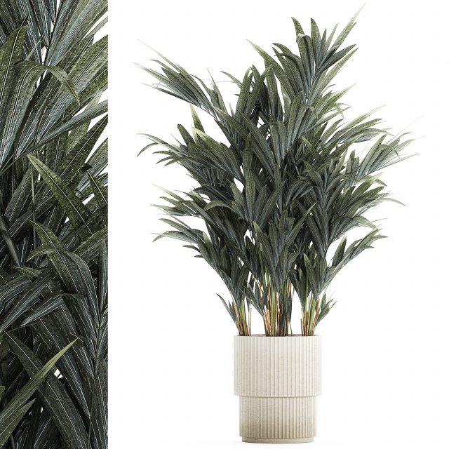 Beautiful palm tree in a flower pot for decoration 1281 Modelo 3D .c4d .max .obj .3ds .fbx .stl .blend 