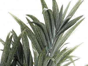 Beautiful palm tree in a flower pot for decoration 1281 Modelo 3D