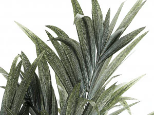Beautiful palm tree in a flower pot for decoration 1281 3D Model