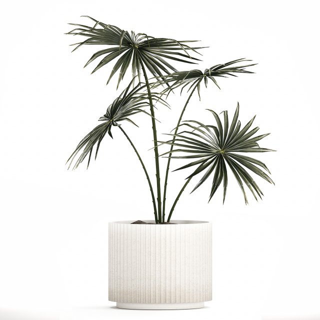 Beautiful fan palm in a flower pot for decoration 1282 3D Model .c4d .max .obj .3ds .fbx .lwo .lw .lws