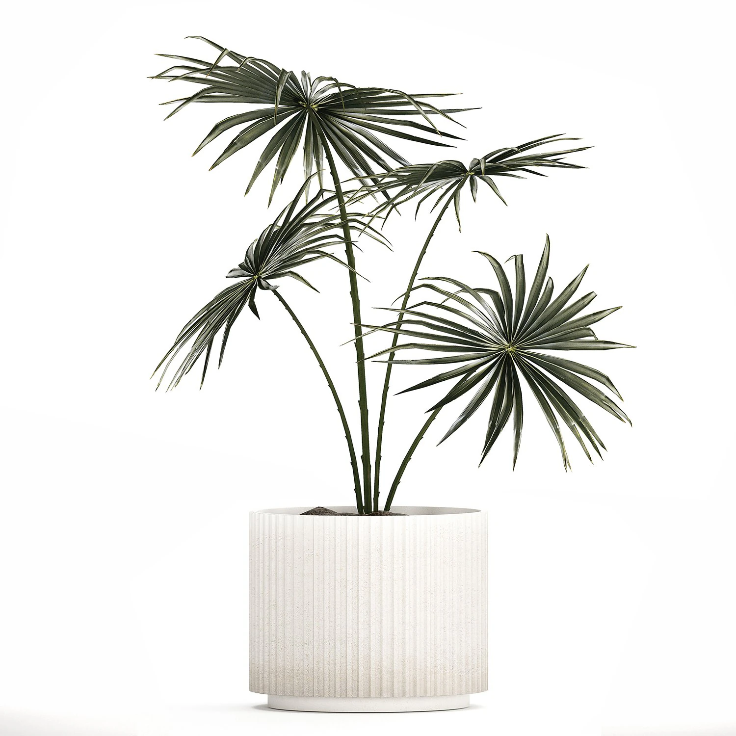 Beautiful fan palm in a flower pot for decoration 1282 3D Model .c4d .max .obj .3ds .fbx .stl .blend 