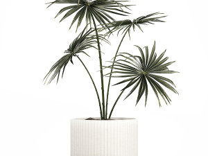 Beautiful fan palm in a flower pot for decoration 1282 Model 3D