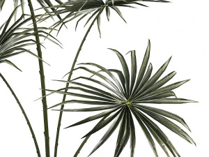 Beautiful fan palm in a flower pot for decoration 1282 3D Model