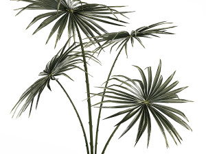 Beautiful fan palm in a flower pot for decoration 1282 3D Модель