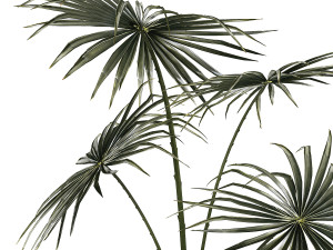 Beautiful fan palm in a flower pot for decoration 1282 3D Модель