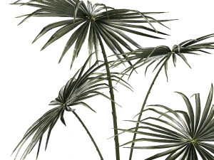 Beautiful fan palm in a flower pot for decoration 1282 3D Model