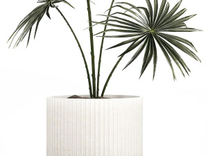 Beautiful fan palm in a flower pot for decoration 1282 3D Model