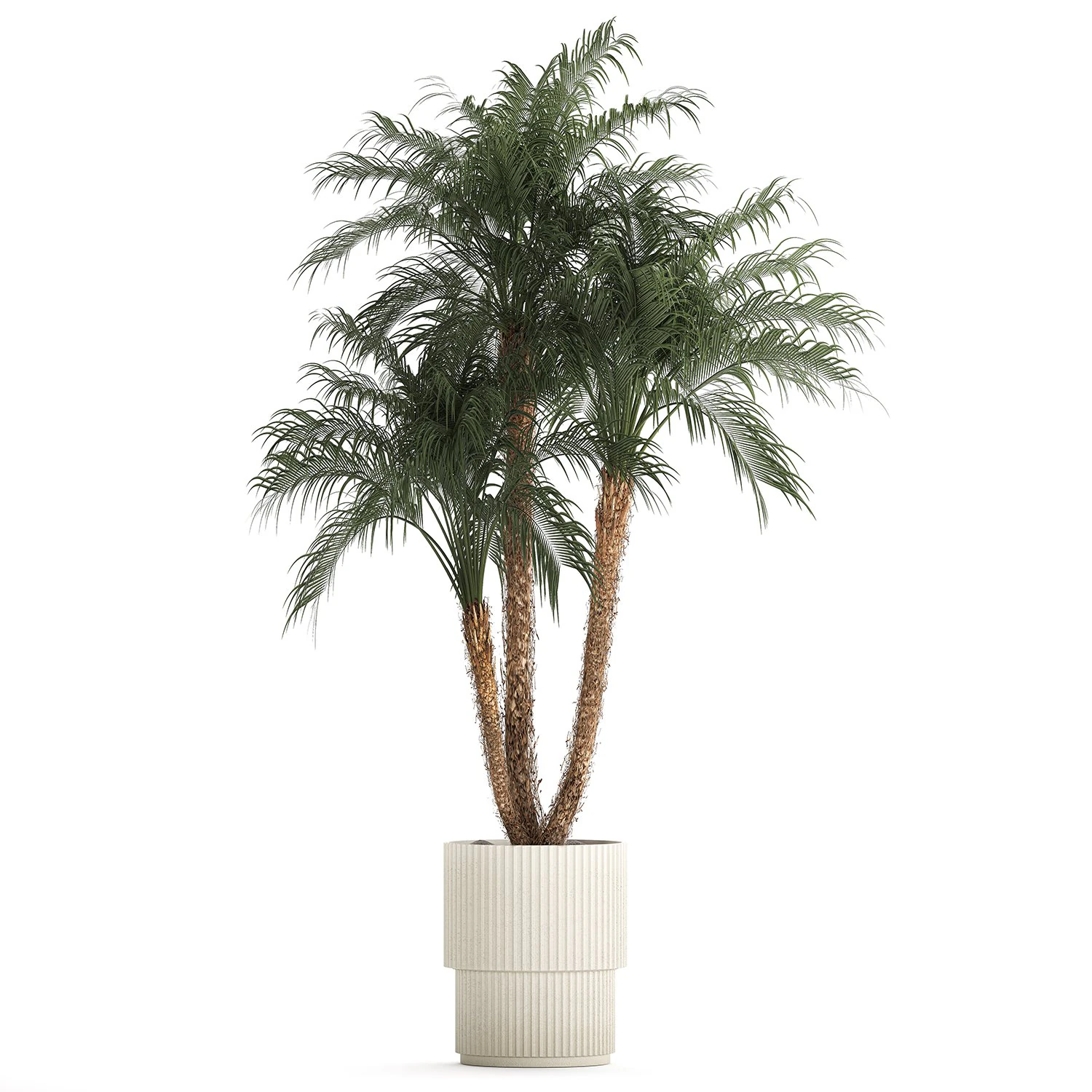 Beautiful Phoenix roebelenii in a flower pot for decoration 1283 3D Model .c4d .max .obj .3ds .fbx .stl .blend 
