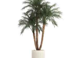 Bellissima Phoenix roebelenii in un vaso da fiori per decorazione 1283 Modello 3D