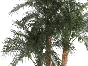 Beautiful Phoenix roebelenii in a flower pot for decoration 1283 Modelo 3D