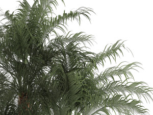 Beautiful Phoenix roebelenii in a flower pot for decoration 1283 Modelo 3D