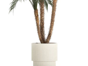 Beautiful Phoenix roebelenii in a flower pot for decoration 1283 3D Model