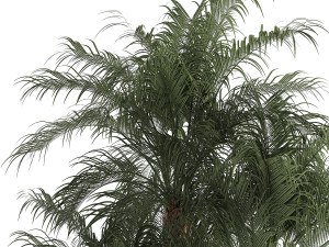 Beautiful Phoenix roebelenii in a flower pot for decoration 1283 Modelo 3D