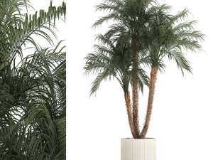 Beautiful Phoenix roebelenii in a flower pot for decoration 1283 Modelo 3D