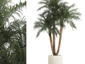 Beautiful Phoenix roebelenii in a flower pot for decoration 1283 3D Model