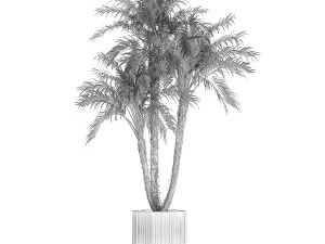 Beautiful Phoenix roebelenii in a flower pot for decoration 1283 3D Model