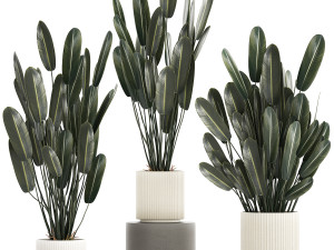 Beautiful Strelitzia in a flower pot for decoration 1284 Modelo 3D