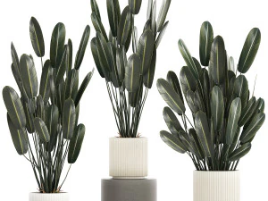 Strelitzia yang indah dalam pot bunga untuk dekorasi 1284 Model 3D