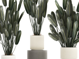 Beautiful Strelitzia in a flower pot for decoration 1284 3D Модель