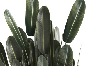 Beautiful Strelitzia in a flower pot for decoration 1284 3D Модель