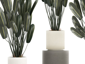 Beautiful Strelitzia in a flower pot for decoration 1284 3D Модель