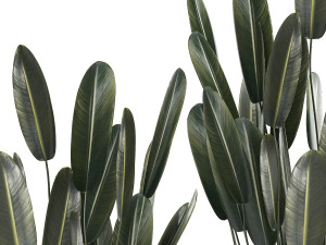 Beautiful Strelitzia in a flower pot for decoration 1284 3D Модель