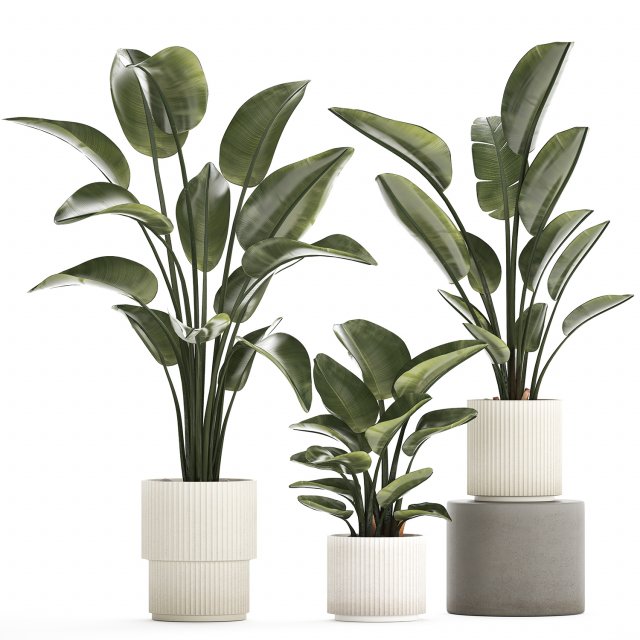 Beautiful Strelitzia in a flower pot for decoration 1285 Modelo 3D .c4d .max .obj .3ds .fbx .stl .blend 