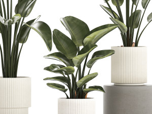 Beautiful Strelitzia in a flower pot for decoration 1285 Modelo 3D