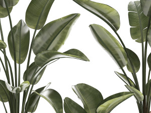 Beautiful Strelitzia in a flower pot for decoration 1285 Modelo 3D